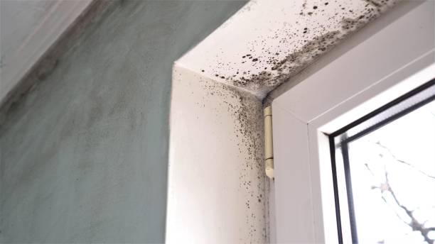 Professional Mold Removal in Whitley City, KY